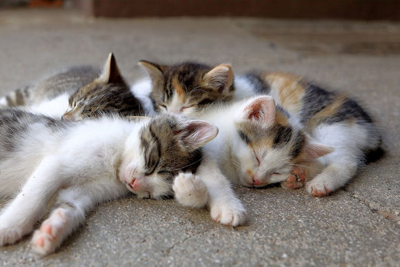 Kittens.jpg