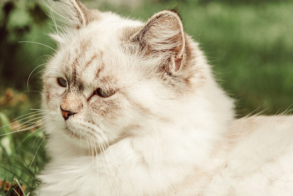 Mooie poes.jpg