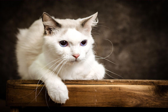 Mooie poes.jpg