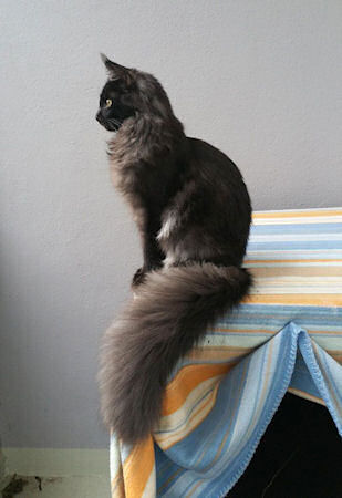 Mooie kat.jpg